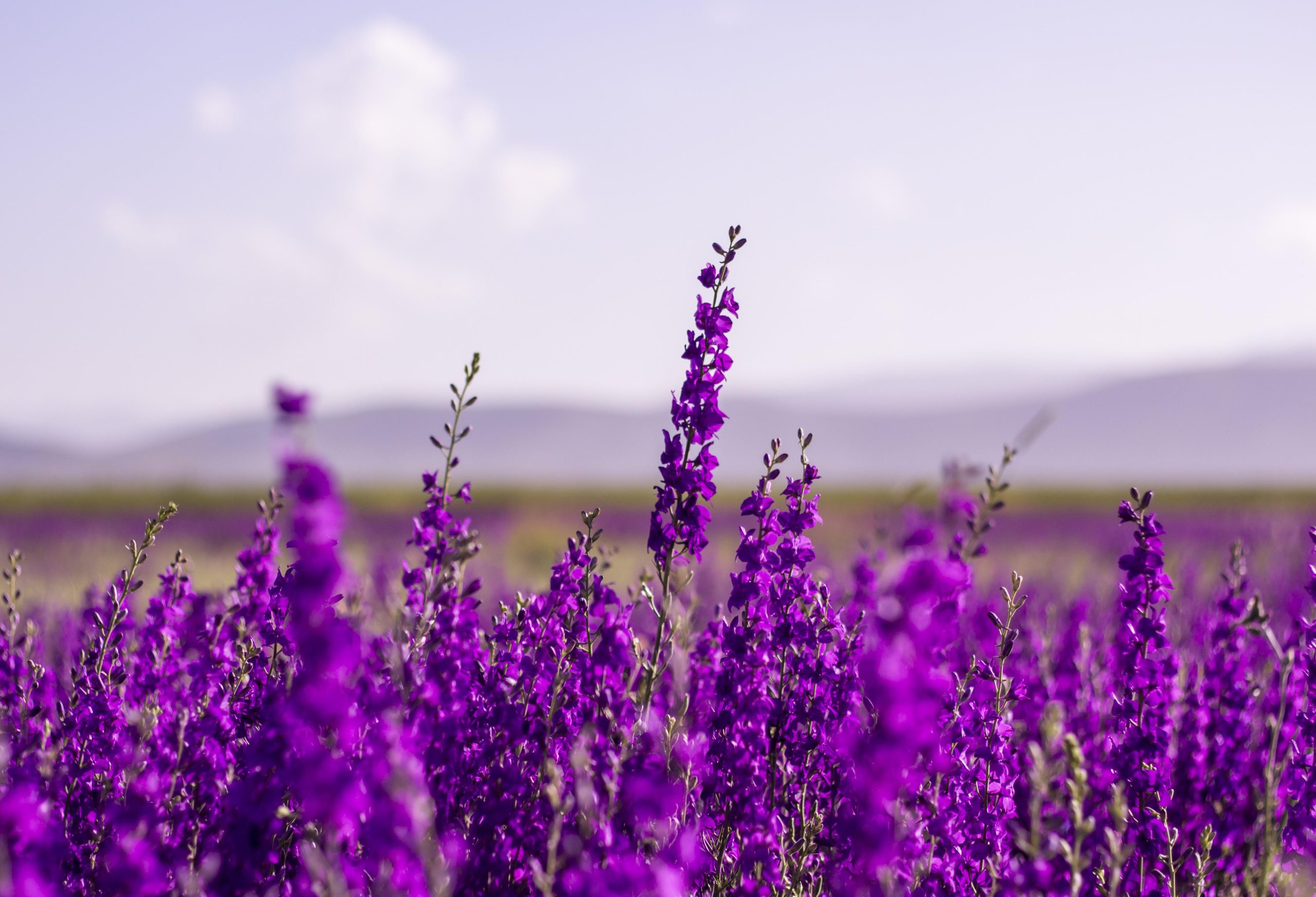 flowers-5383054