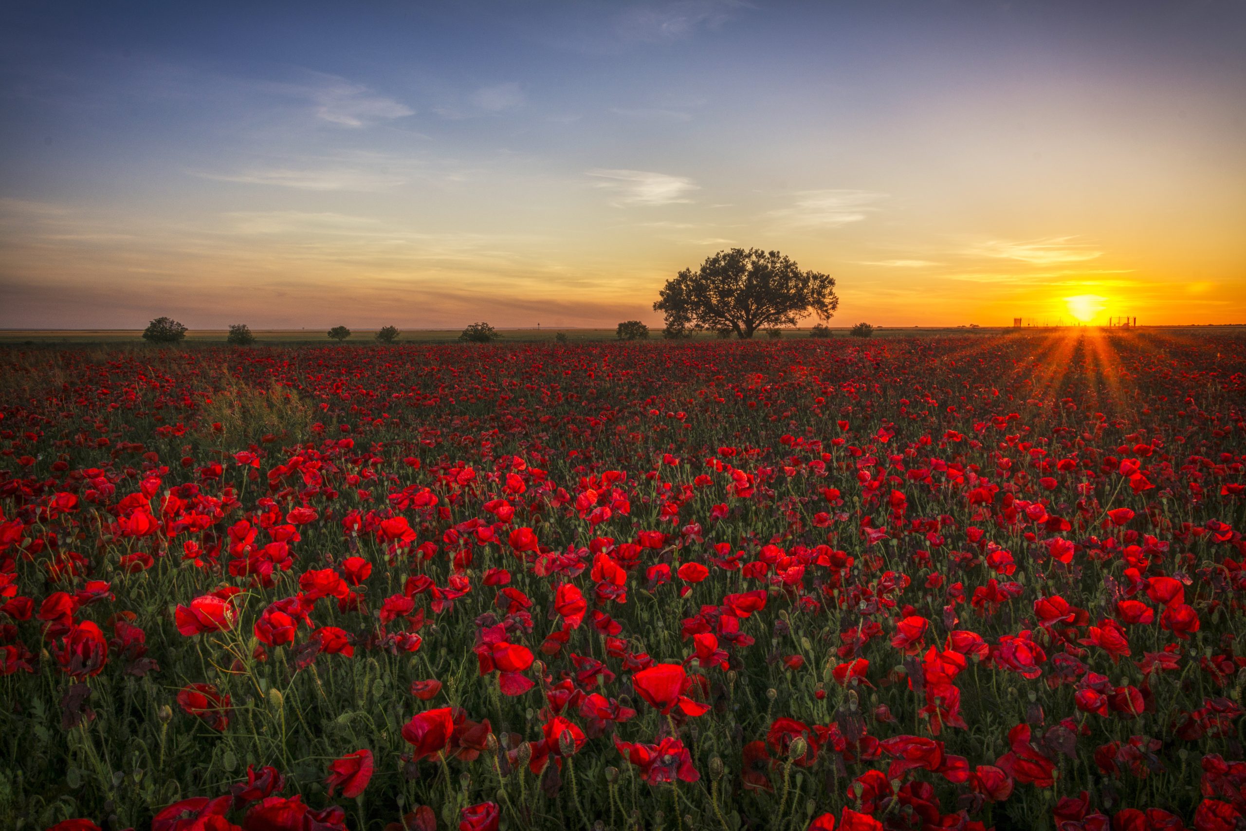 poppies-1086135