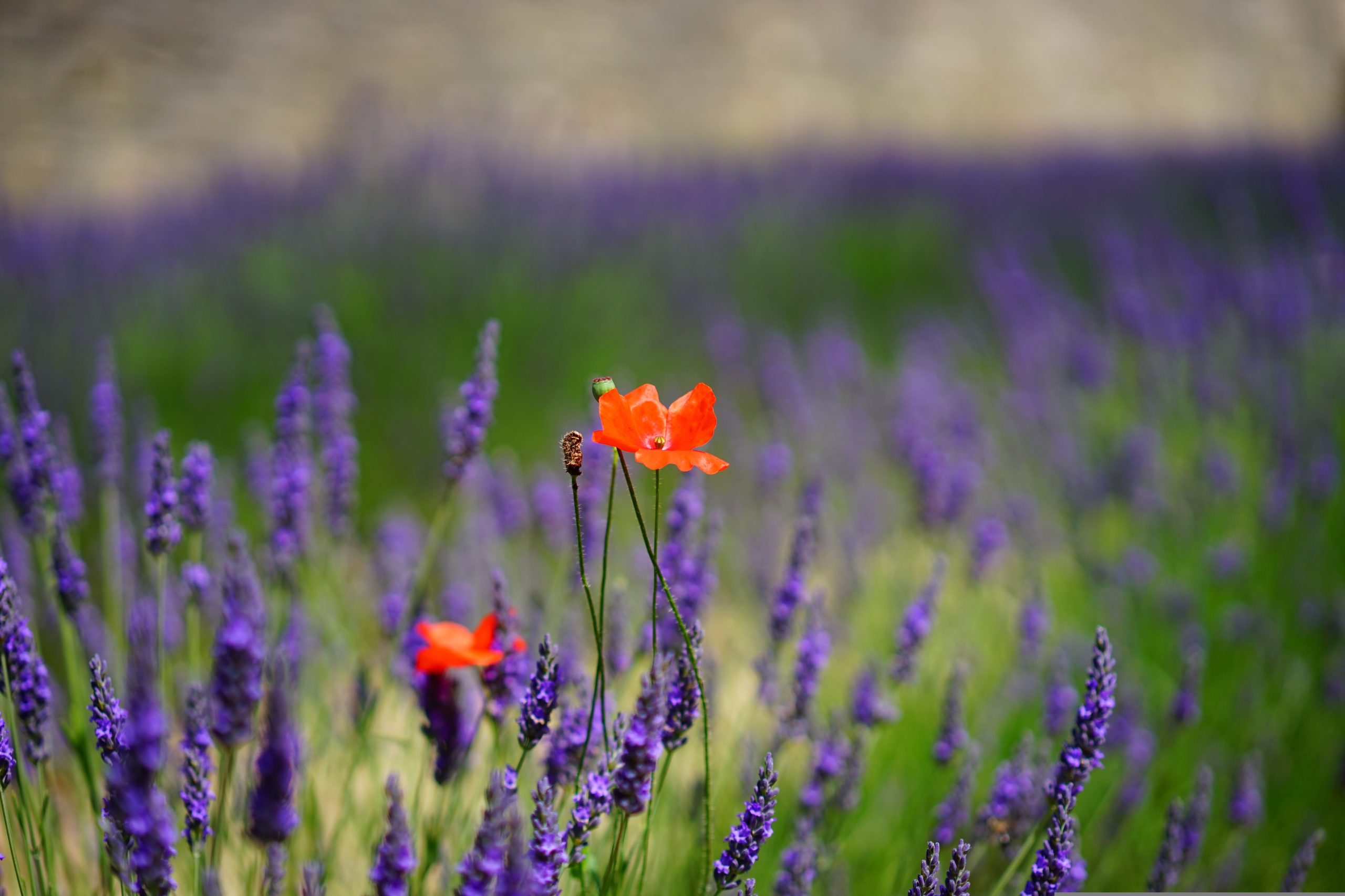 poppy-1469756